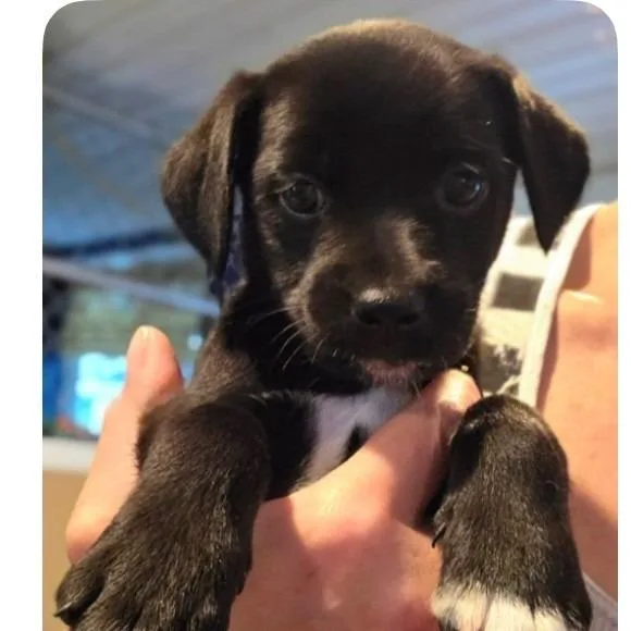 A baby small-sized female Black Mixed Breed dog named Leah for adoption in Kittanning, PA
