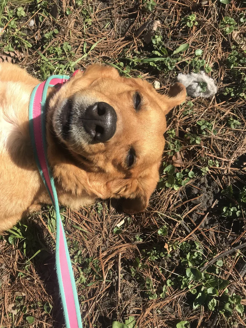 Sophie Red thumbnail 2