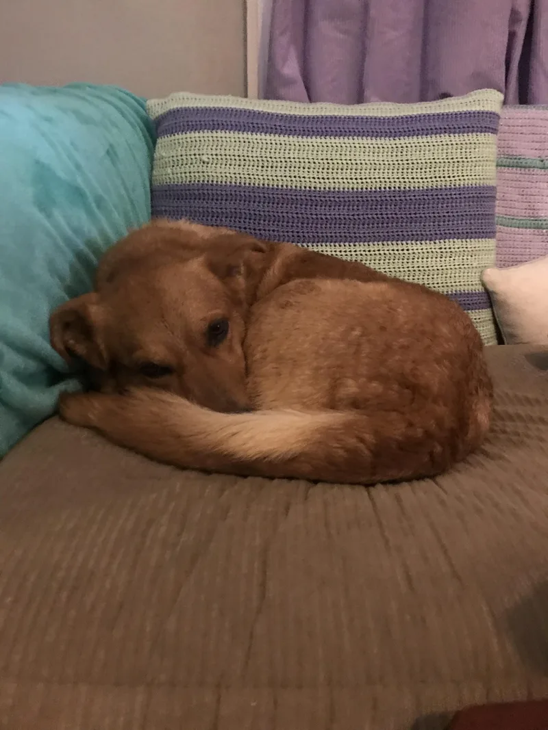 Sophie Red thumbnail 3