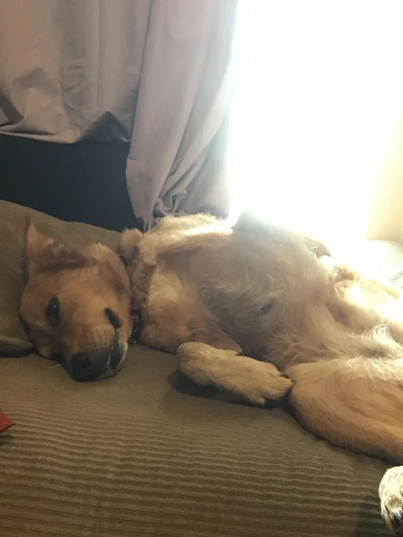 Sophie Red thumbnail 4