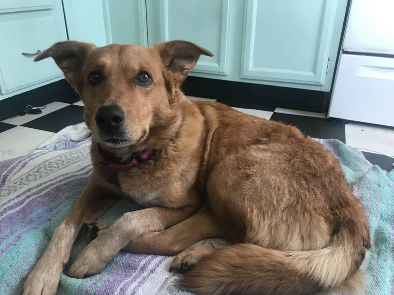 An adult medium-sized female Red / Chestnut / Orange Golden Retriever dog named Sophie Red for adoption in Whitestown, IN