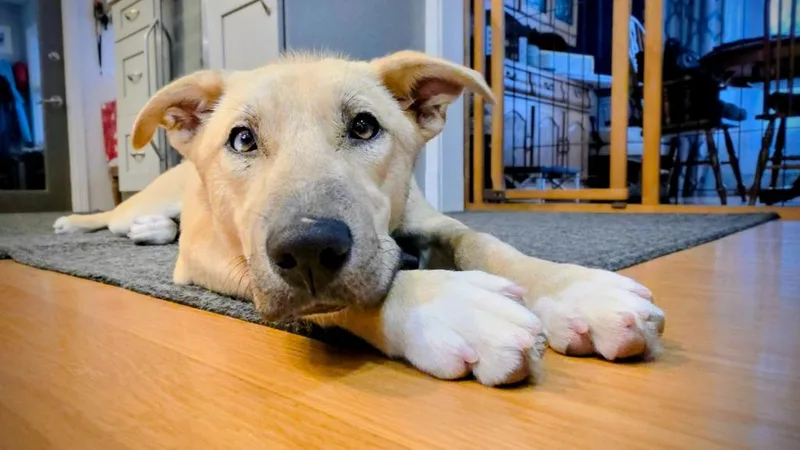 Mochi  Local thumbnail 2