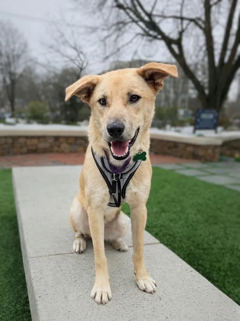 Mochi  Local thumbnail 3