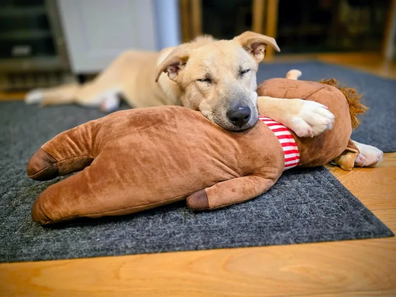 Mochi  Local thumbnail 4