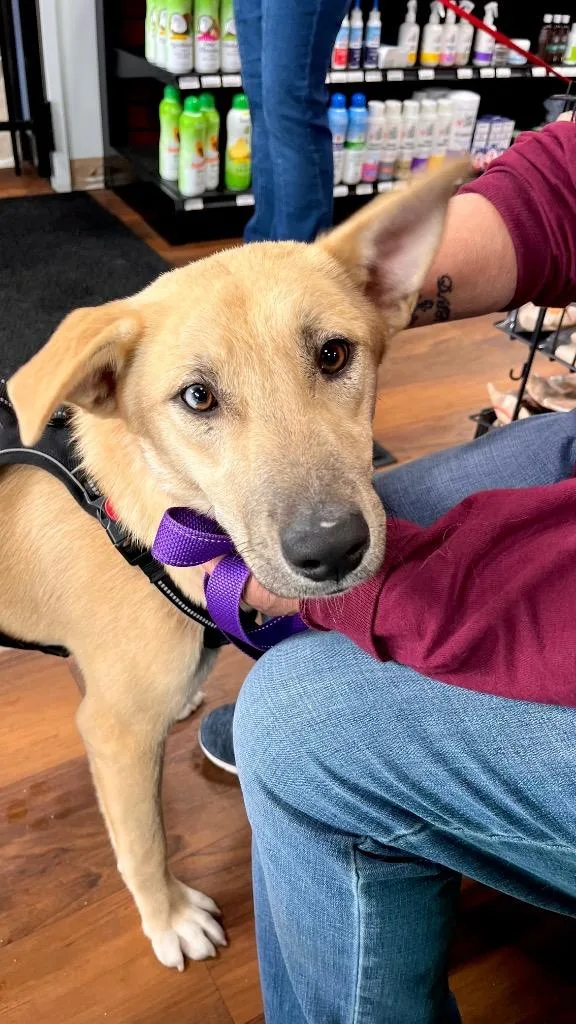 Mochi  Local thumbnail 6