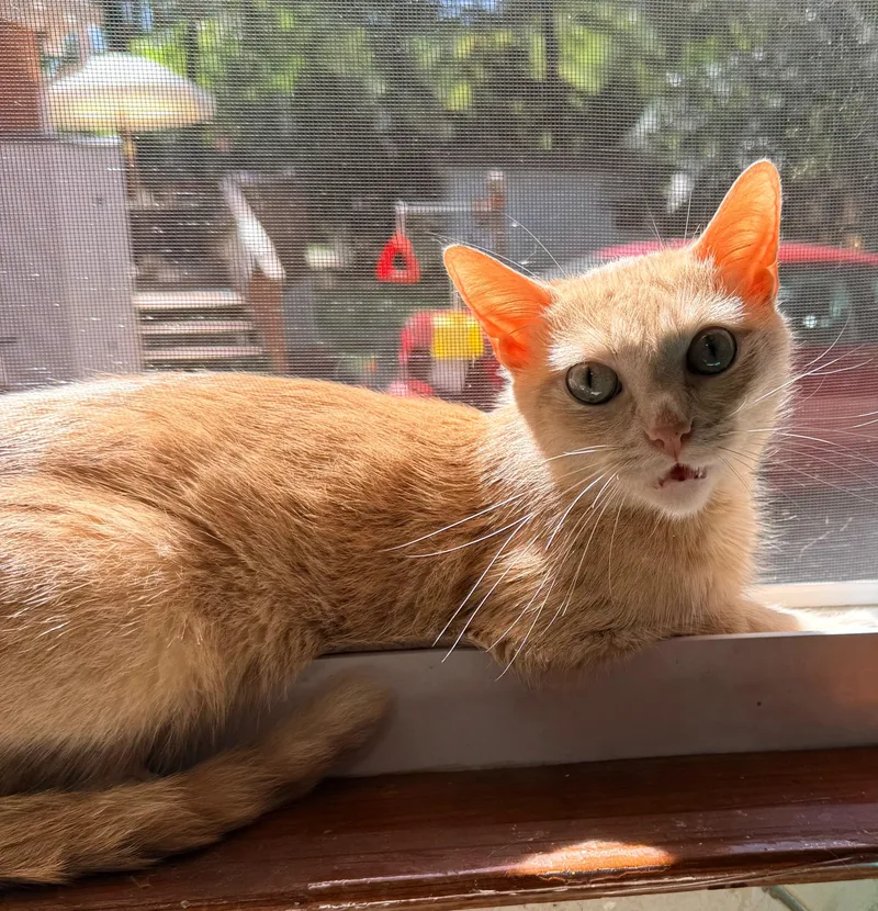 A young medium-sized female Orange / Red Domestic Short Hair cat named Pumpkin for adoption in Sanford, NC