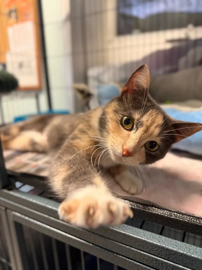 A young small-sized female Domestic Short Hair cat named Helen for adoption in Peru, NY