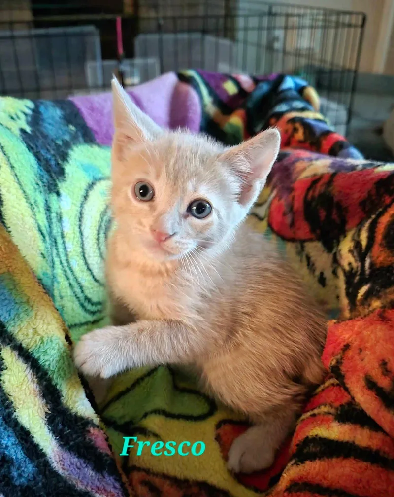 A baby medium-sized male Buff / Tan / Fawn Domestic Short Hair cat named Fresco for adoption in Rosenberg, TX
