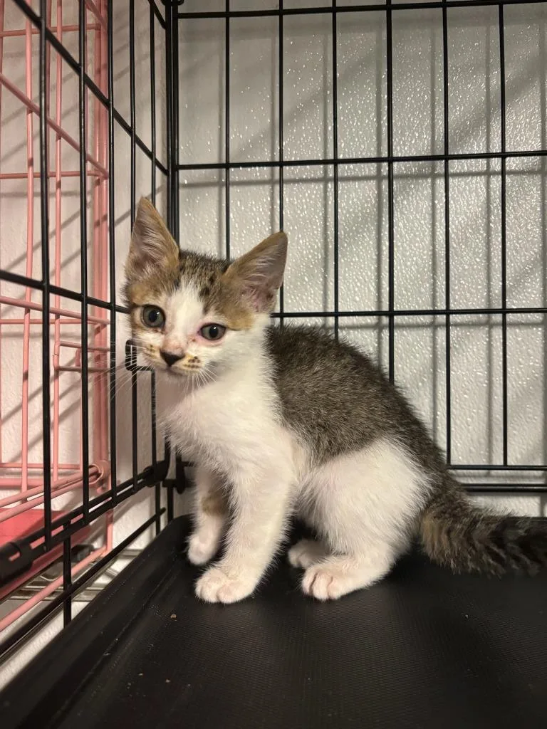 A baby large-sized female Domestic Short Hair cat named Tito for adoption in Metter, GA