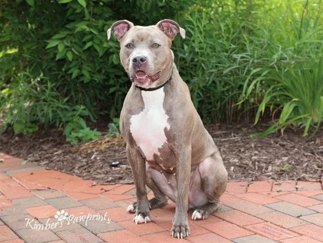 An adult large-sized female Boxer dog named Ellen for adoption in Omaha, NE