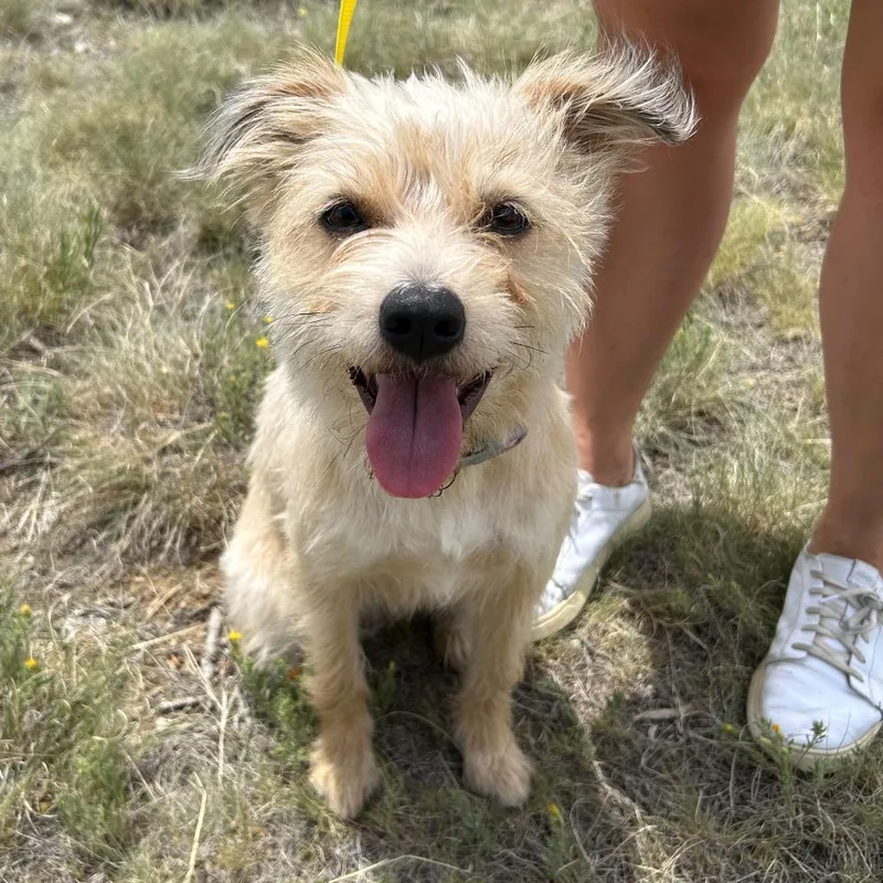 An adult small-sized female Yellow / Tan / Blond / Fawn Norfolk Terrier dog named Goldie for adoption in Parker, CO