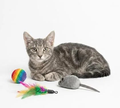 A baby small-sized female Domestic Short Hair cat named Dosie for adoption in Cumming, GA