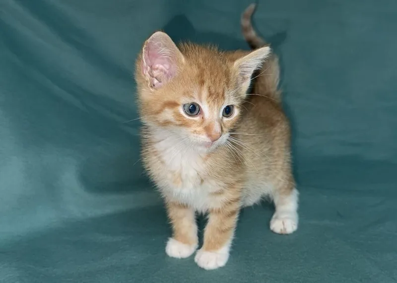 A young medium-sized male Orange / Red Domestic Short Hair cat named Sol for adoption in North Babylon, NY