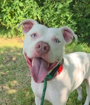 A young medium-sized male Pit Bull Terrier dog named Cyan for adoption in Manvel, TX