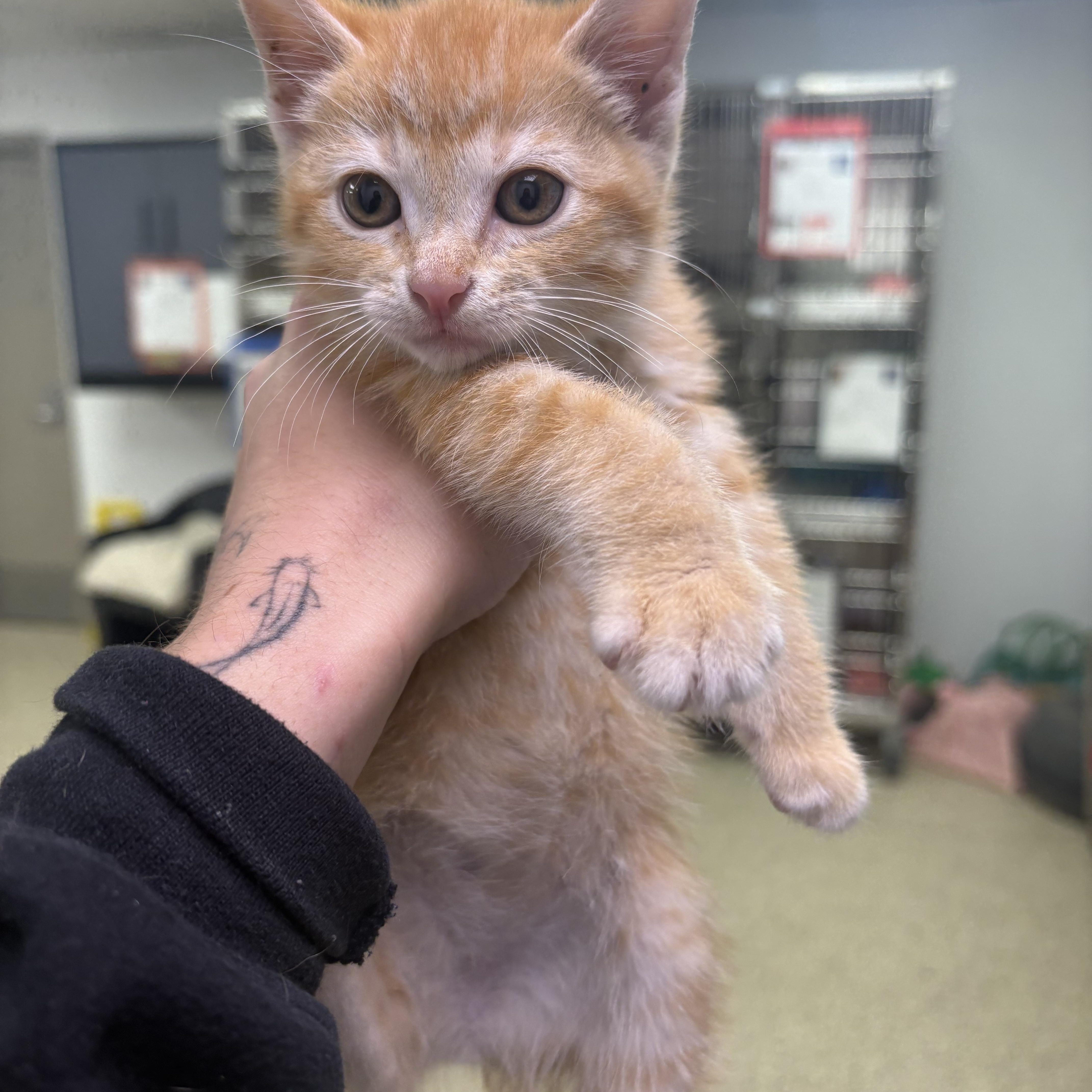 A baby medium-sized female Orange / Red Domestic Short Hair cat named Brandy for adoption in Blue Springs, MO