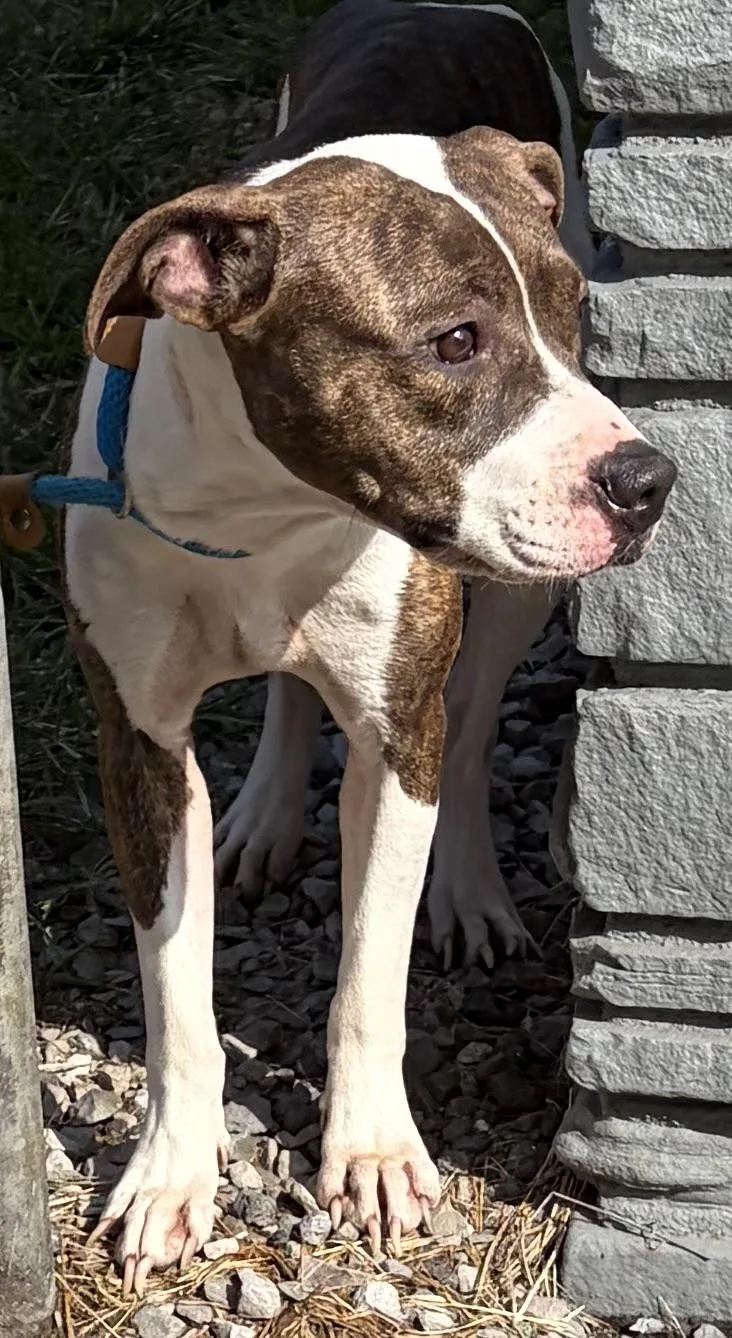 A young medium-sized female Brindle Mixed Breed dog named Josie for adoption in McKeesport, PA