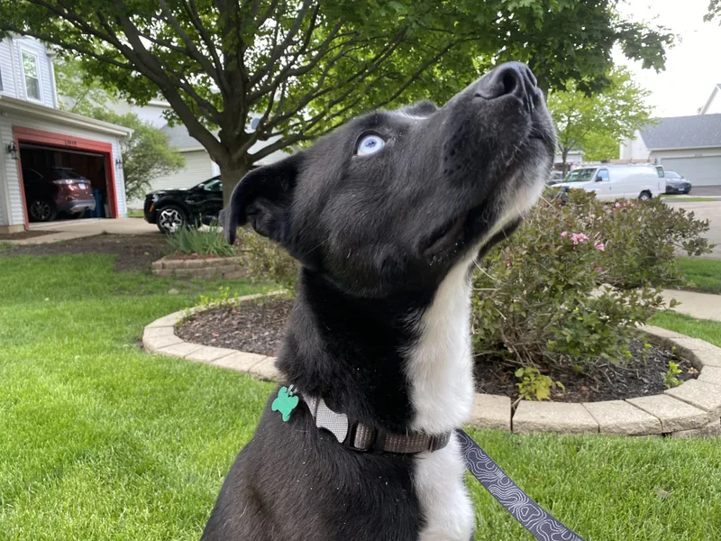A young medium-sized male Labrador Retriever dog named Sawyer for adoption in Aurora, IL
