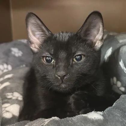 A baby small-sized male Domestic Short Hair cat named Keaton $ for adoption in Seneca, SC