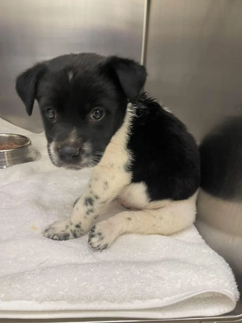 A baby small-sized male Australian Cattle Dog / Blue Heeler dog named Sheldon for adoption in Bradenton, FL
