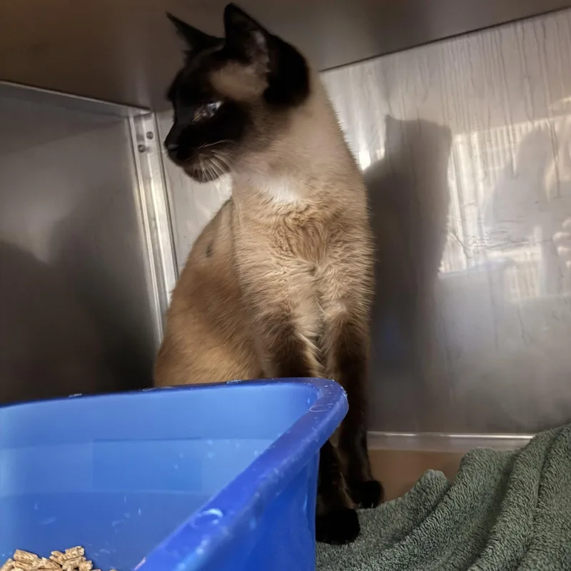 A senior large-sized female Siamese cat named Bunny for adoption in Oakland, CA