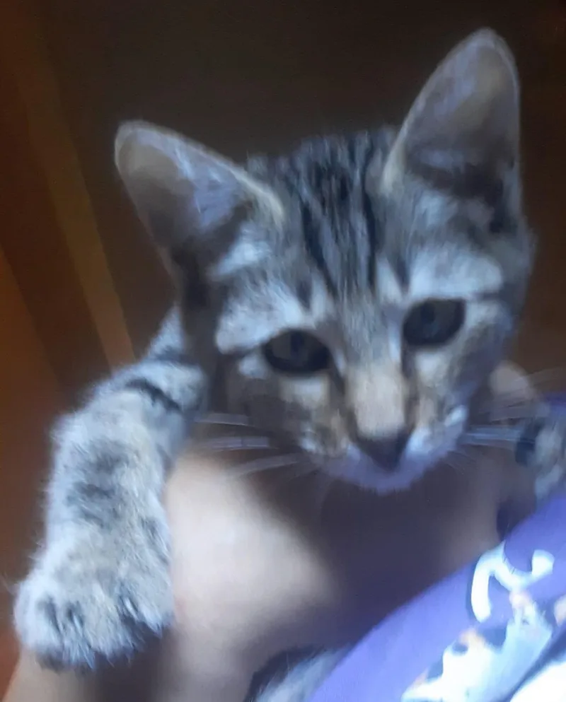 Lady Snuggles =^ ^= thumbnail 2