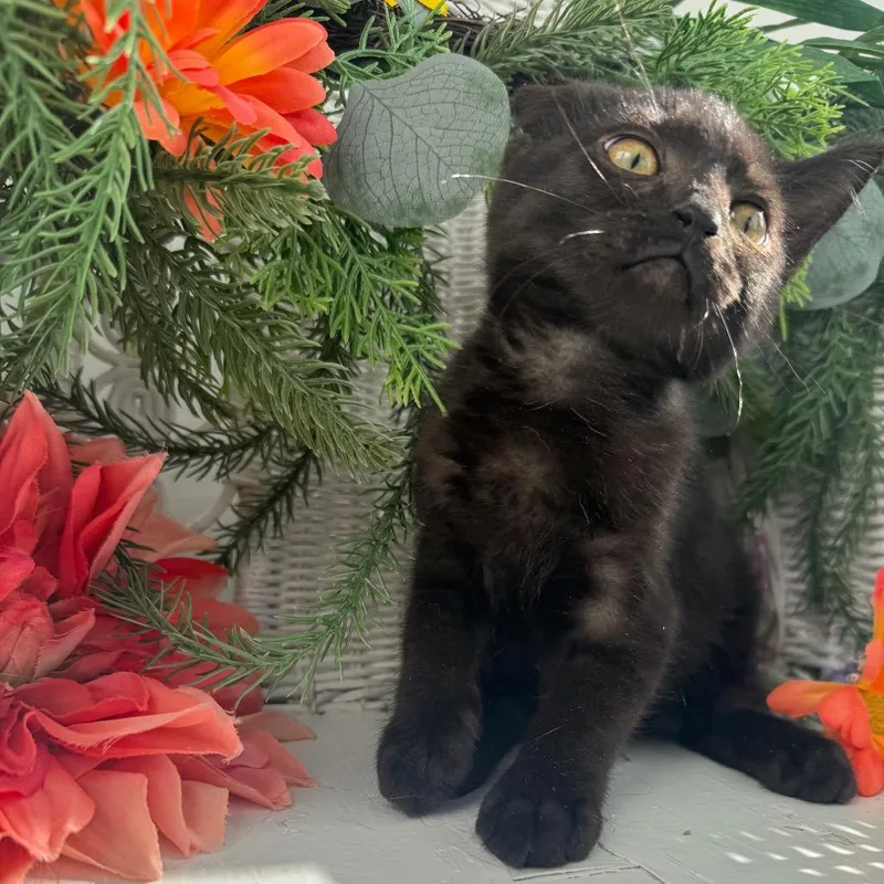 A baby small-sized male Black Domestic Short Hair cat named Rod Hope for adoption in Eaton Rapids, MI