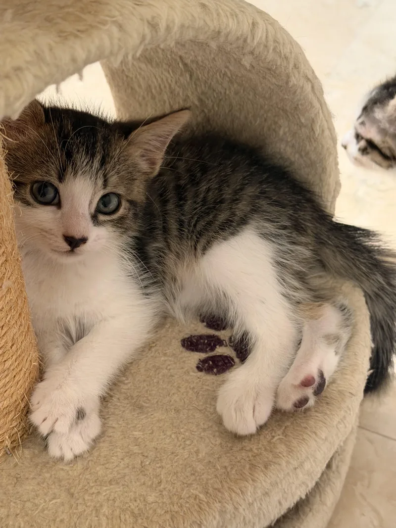 A baby medium-sized male Domestic Short Hair cat named Sham for adoption in Boca Raton, FL