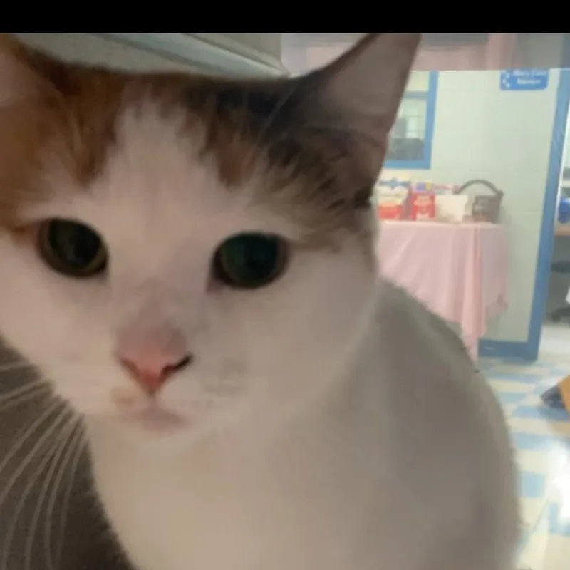A young medium-sized female Calico Domestic Short Hair cat named Clover for adoption in Berryville, VA