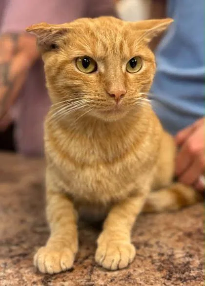 An adult small-sized male Domestic Short Hair cat named Jack Dobby for adoption in Bowling Green, KY