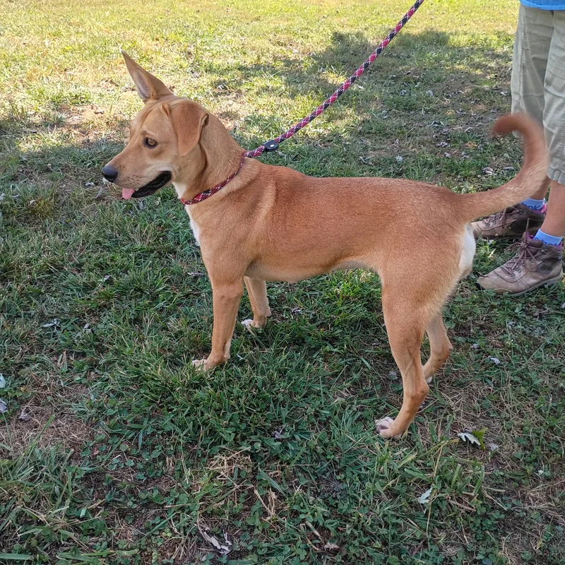 An adult medium-sized female Shepherd dog named Blondie for adoption in Maynardville, TN