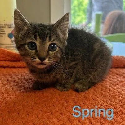 A baby small-sized female Gray / Blue / Silver Domestic Short Hair cat named Spring for adoption in Knoxville, TN