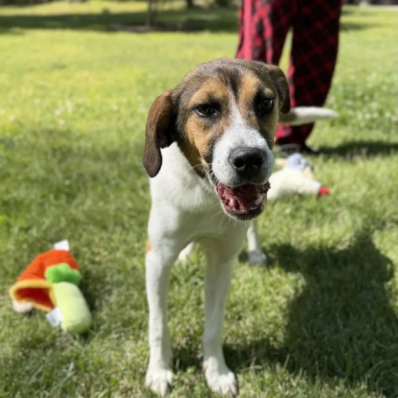 Roo