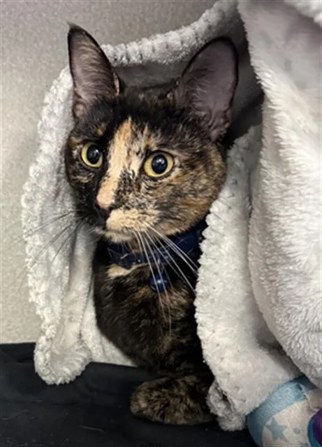 An adult medium-sized female Domestic Short Hair cat named Karma Girl for adoption in Dallas, TX