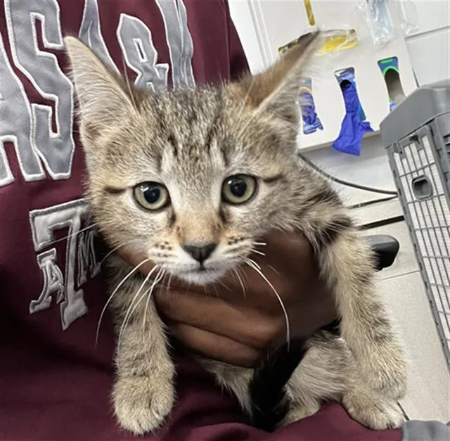 A baby medium-sized female Domestic Short Hair cat named Moana for adoption in Dallas, TX