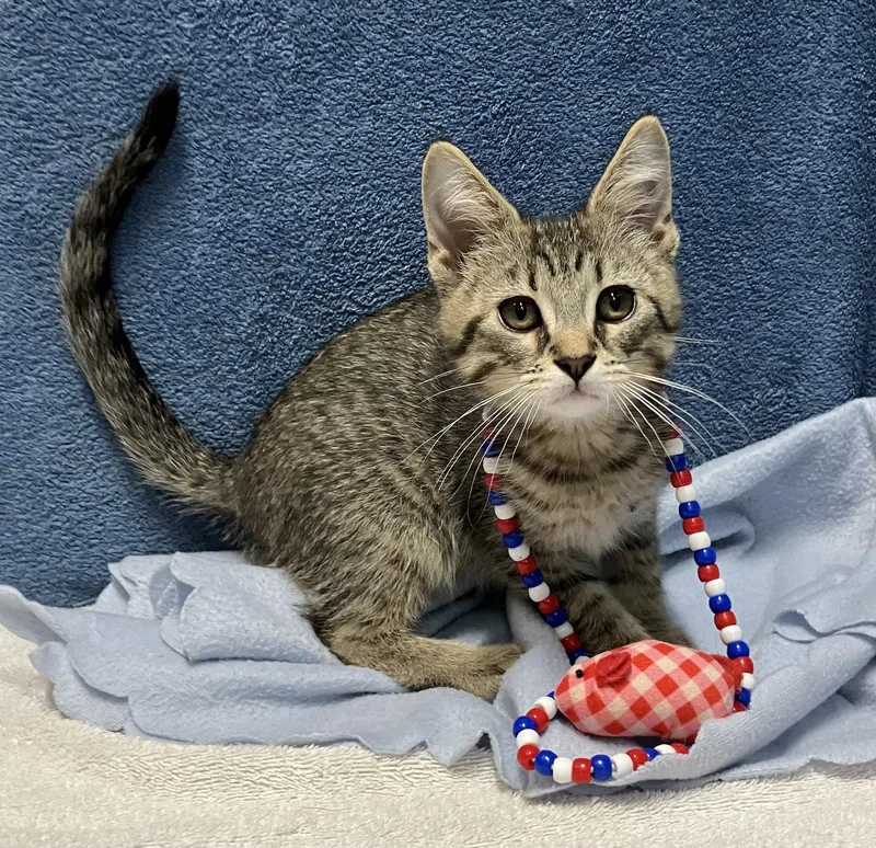 A baby medium-sized male Domestic Short Hair cat named Dr Pepper for adoption in Dublin, OH