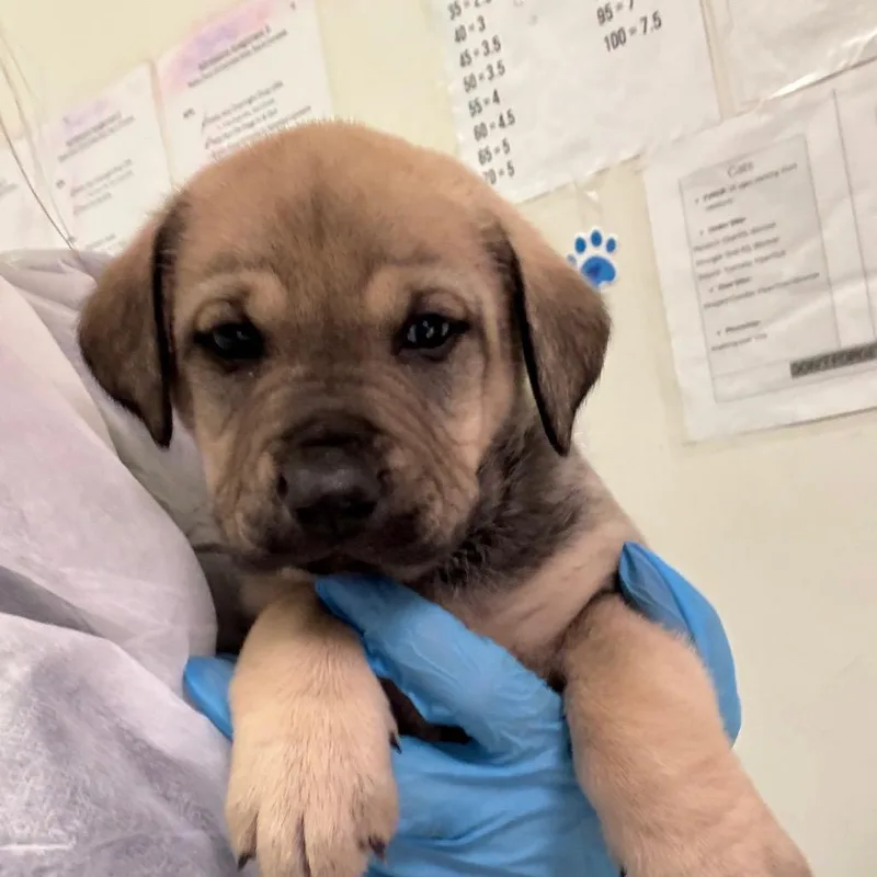 A baby small-sized female Yellow / Tan / Blond / Fawn Mixed Breed dog named Giza for adoption in Charleston, WV