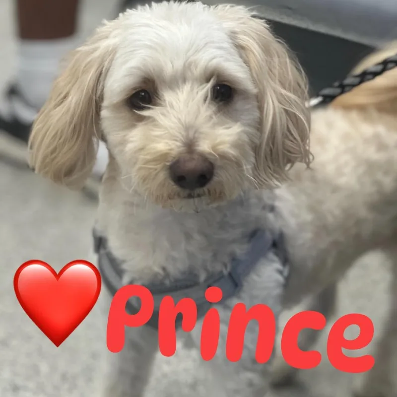 Prince