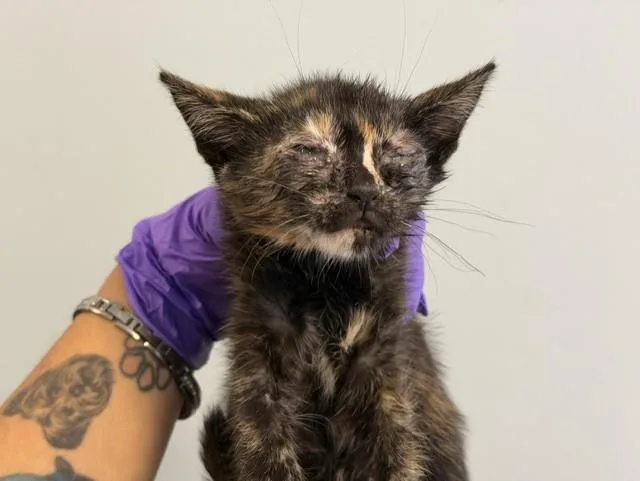 A baby small-sized female Domestic Short Hair cat named Tangy for adoption in Miami, FL