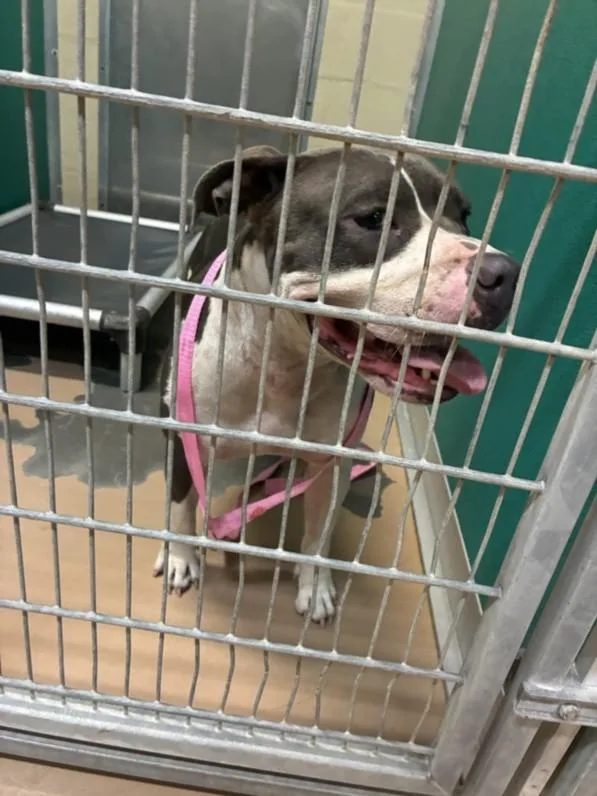 An adult large-sized female Pit Bull Terrier dog named Smoosh for adoption in Texas City, TX