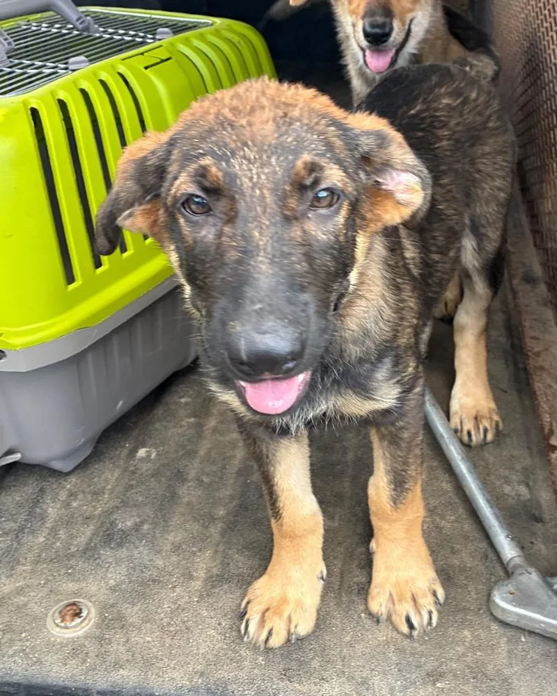 A baby small-sized female German Shepherd Dog dog named Bouffant for adoption in Chickamauga , GA