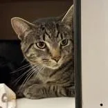 An adult medium-sized male Domestic Short Hair cat named Lucas for adoption in Hilliard, OH