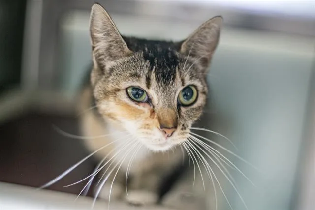 A young large-sized female Domestic Short Hair cat named Jen for adoption in Charlotte, NC