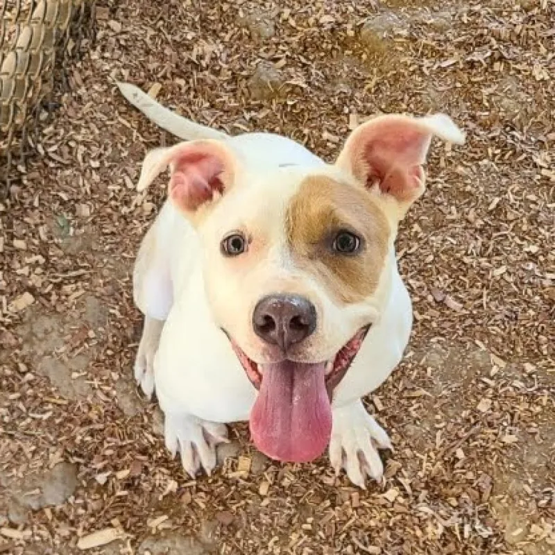 An adult medium-sized female White / Cream Mixed Breed dog named Selena for adoption in Chattanooga, TN
