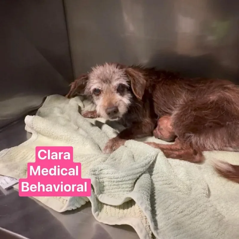 A baby small-sized male Brown / Chocolate Wirehaired Terrier dog named Romeo for adoption in Tampa, FL