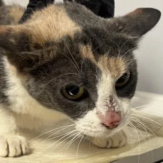A young medium-sized female Tortoiseshell Domestic Short Hair cat named Rainbow for adoption in New York, NY