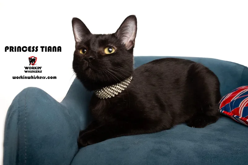 A young medium-sized female Bombay cat named Princess Tiana for adoption in HEMET, CA