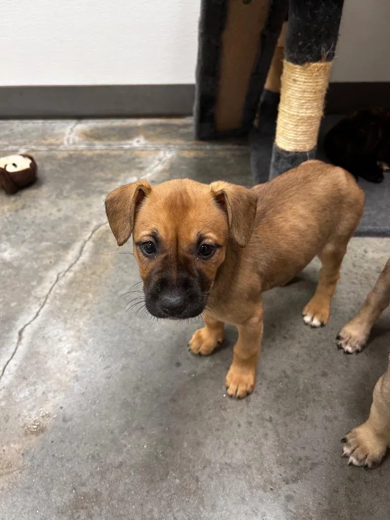 A baby small-sized female Shepherd dog named Trixie for adoption in Gautier, MS
