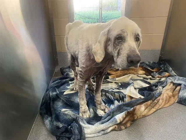 A senior large-sized male Labrador Retriever dog named Mr. Pibb for adoption in Tustin, CA