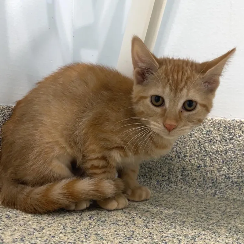 A baby small-sized female Orange / Red Domestic Short Hair cat named Waffles for adoption in East Hampton, NY