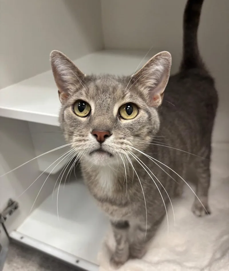 A senior large-sized male Tabby (Gray / Blue / Silver) Tabby cat named Skeeter for adoption in Frankfort, KY
